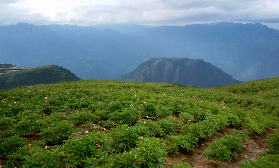 蘭花藥業(yè)中藥材種植基地 蘭花藥業(yè)中藥材種植基地